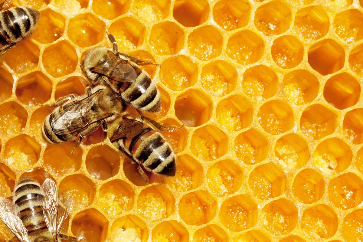 Bees on a golden honeycomb