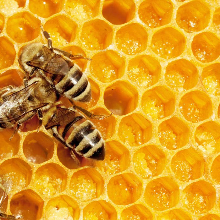 Bees on a golden honeycomb