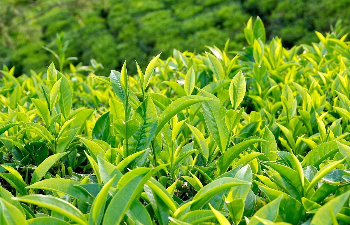 Green Tea Supplements - Evolution Slimming